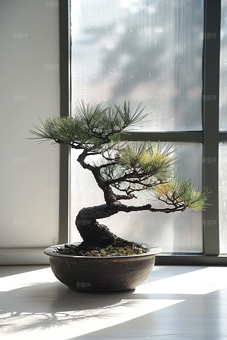 黑松盆景植物庭院摄影图