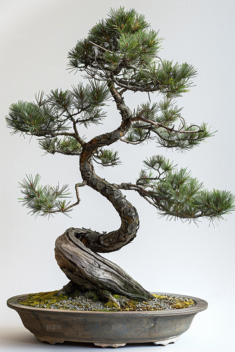 黑松盆景松树日式摄影图