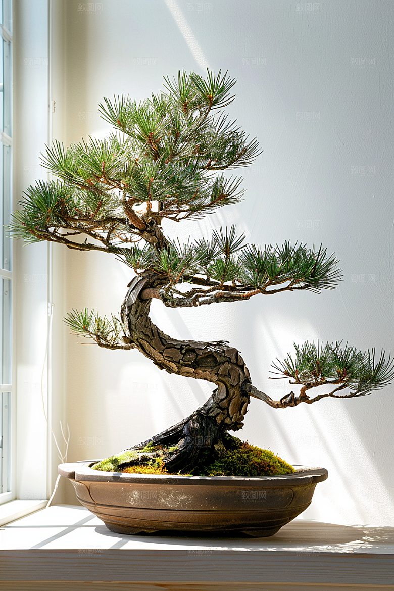 黑松盆景植物装饰摄影图