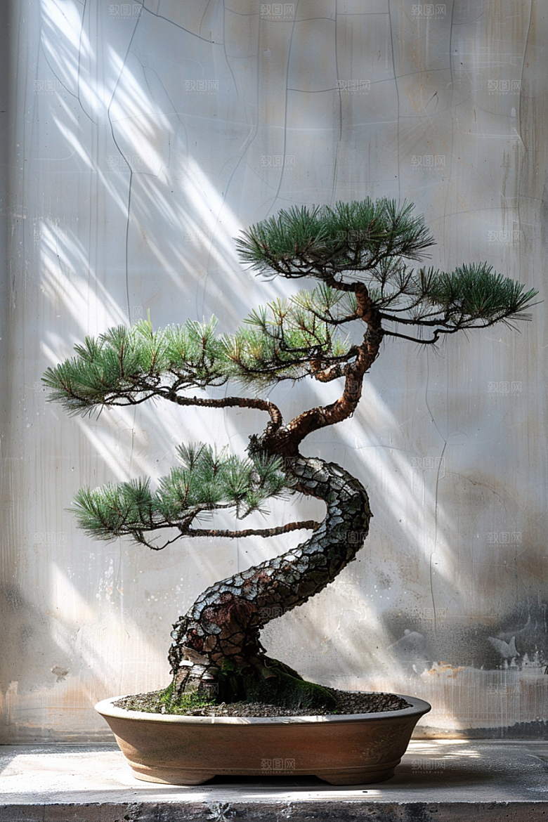 黑松盆景中式庭院摄影图
