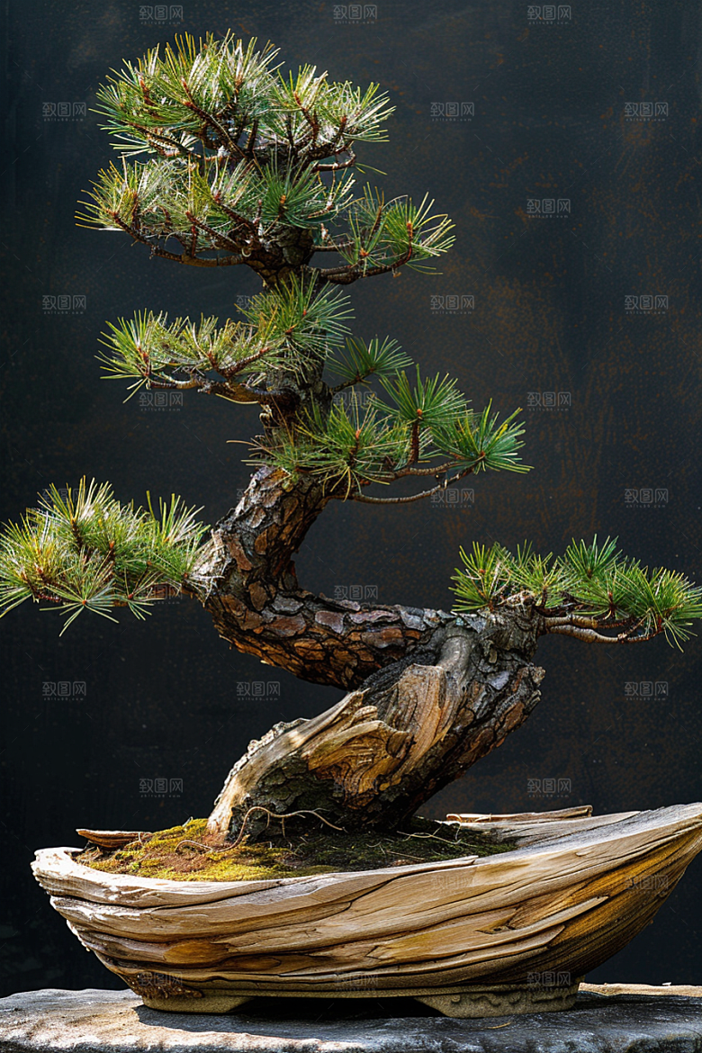 黑松盆景文化松树摄影图
