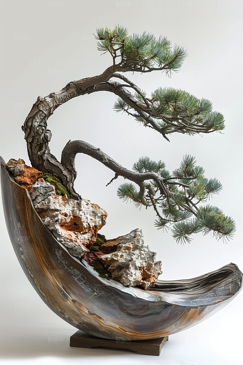 黑松盆景庭院松树摄影图