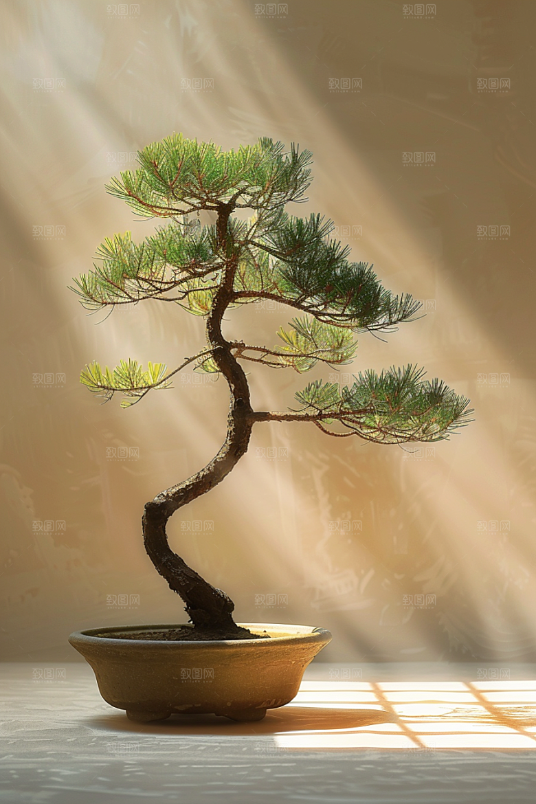 黑松盆景自然高清摄影图
