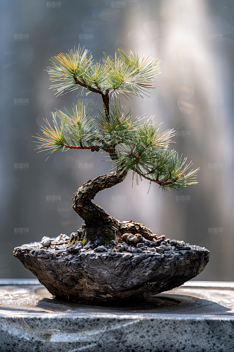 黑松盆景文化自然摄影图