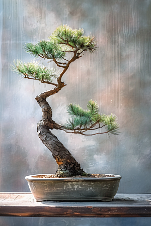 黑松盆景植物松树摄影图
