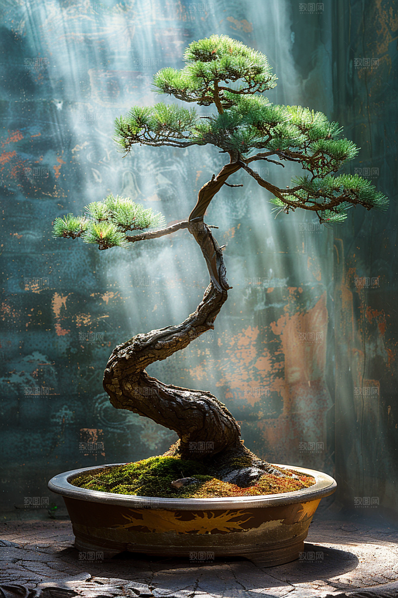 黑松盆景雅致松树摄影图
