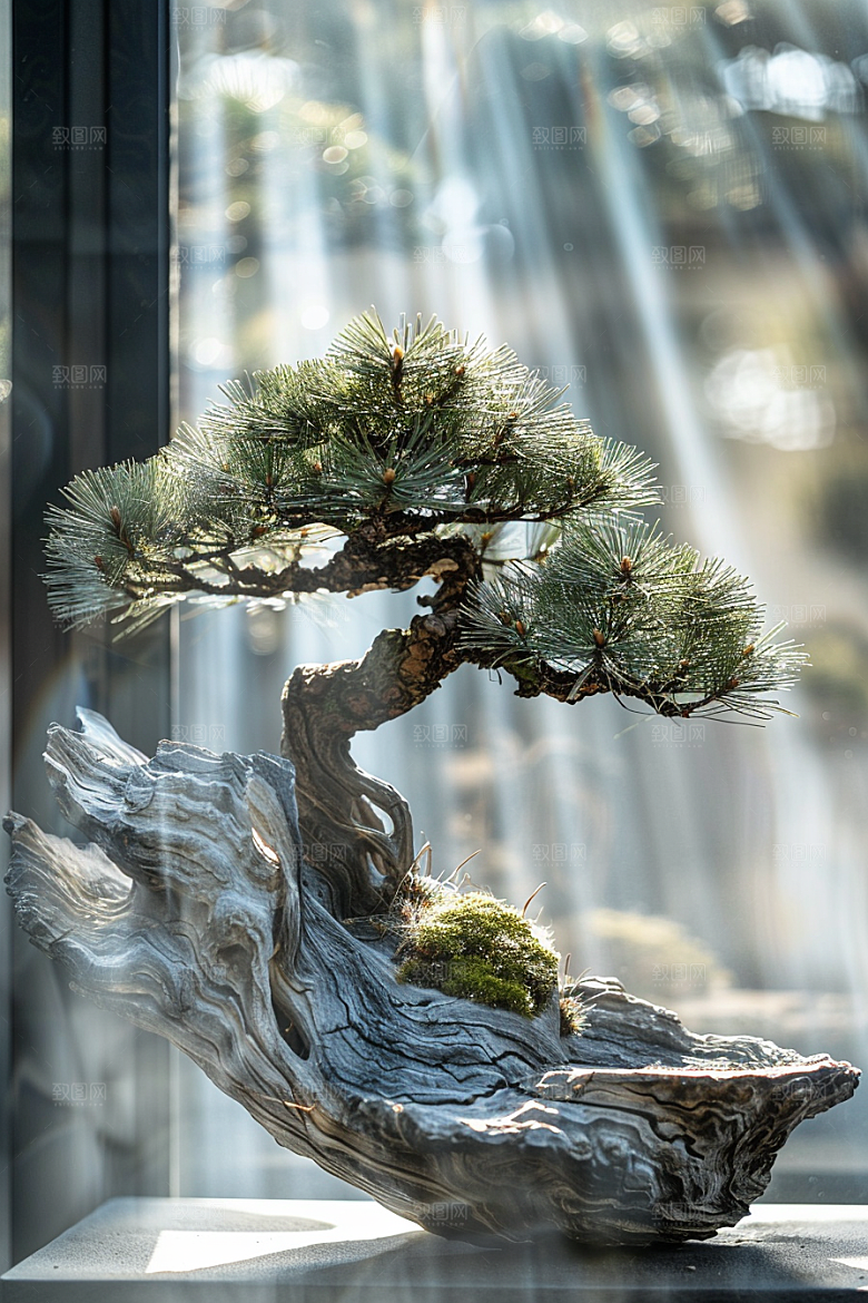 黑松盆景中国风装饰摄影图