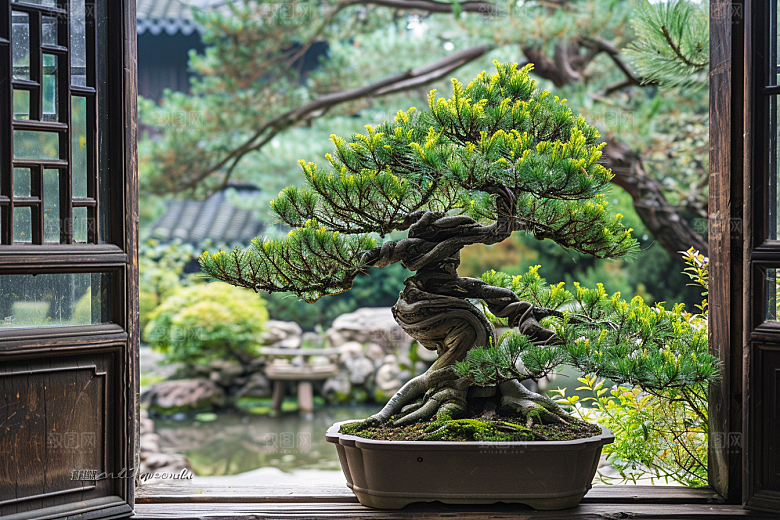 黑松盆景庭院植物摄影图