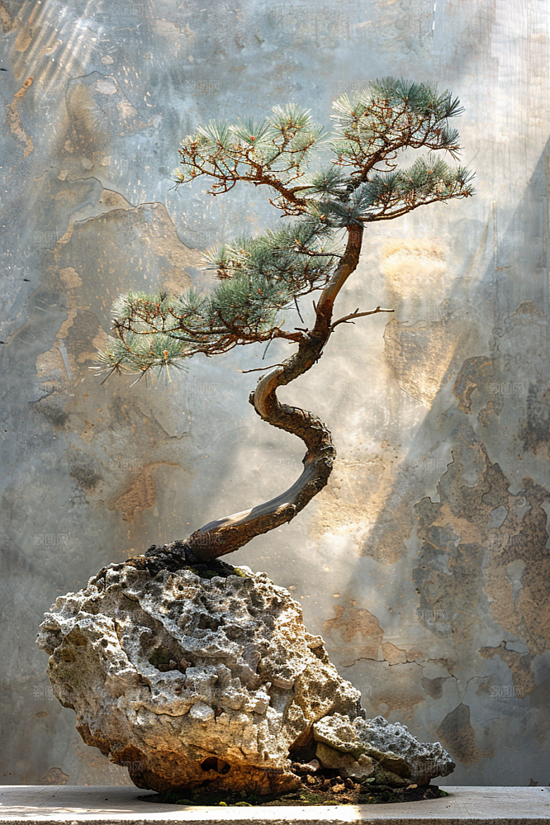 黑松盆景植物高清摄影图