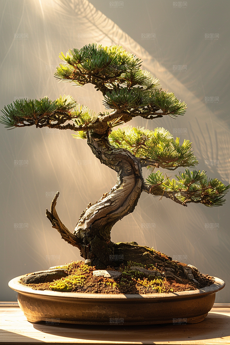 黑松盆景高雅文化摄影图