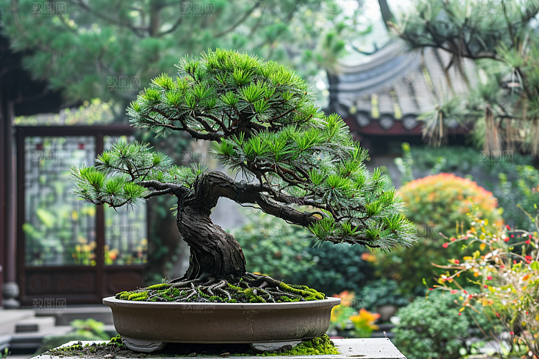 黑松盆景庭院高雅摄影图