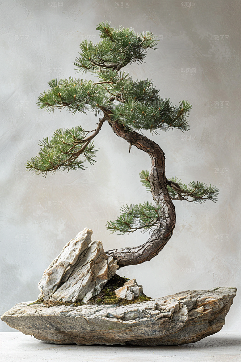 黑松盆景文化庭院摄影图