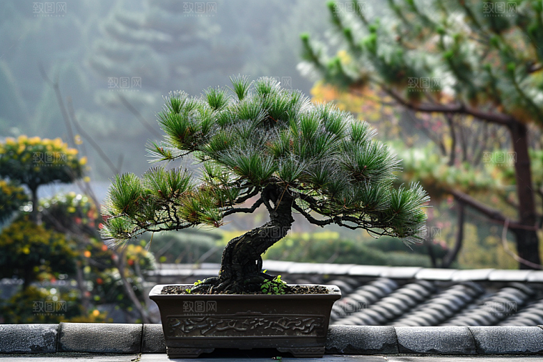 黑松盆景中国风松树摄影图