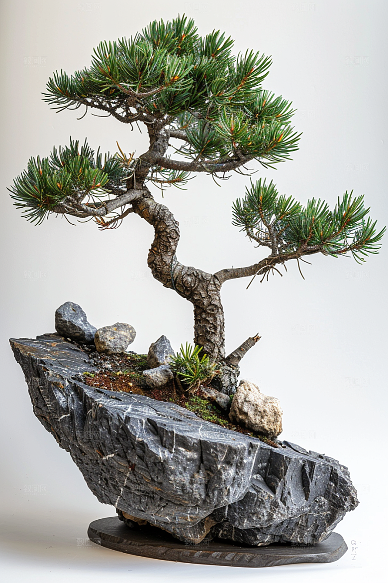 黑松盆景高雅植物摄影图