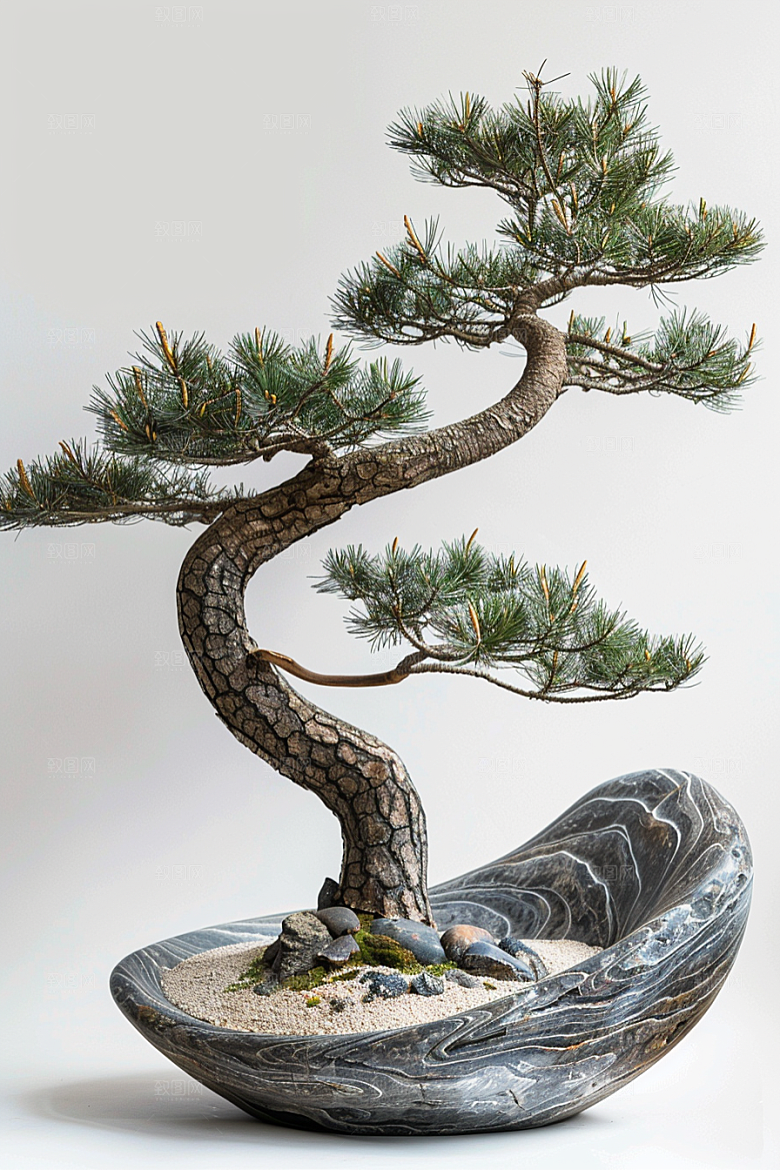 黑松盆景植物庭院摄影图