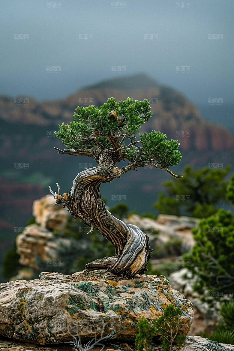 黑松盆景植物自然摄影图
