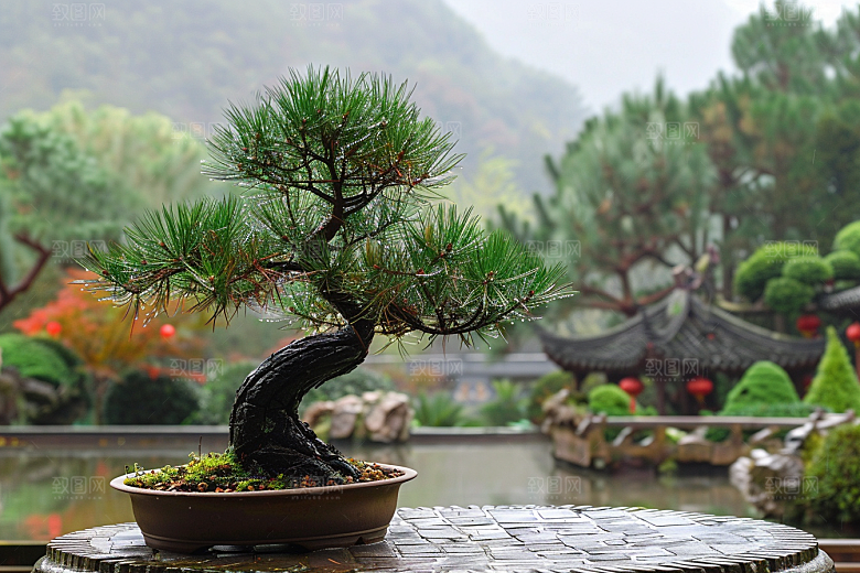 黑松盆景日式优雅摄影图