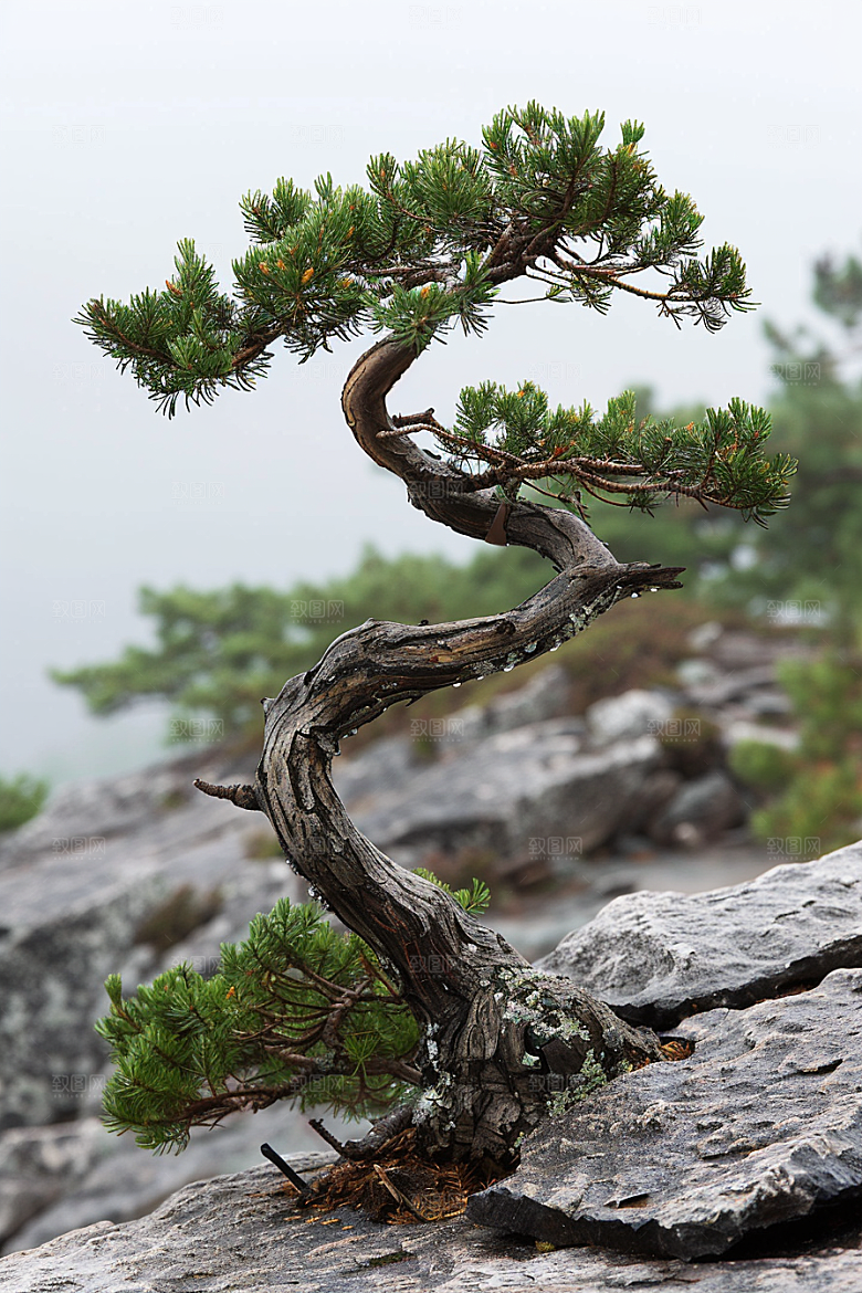 黑松盆景日式中式摄影图