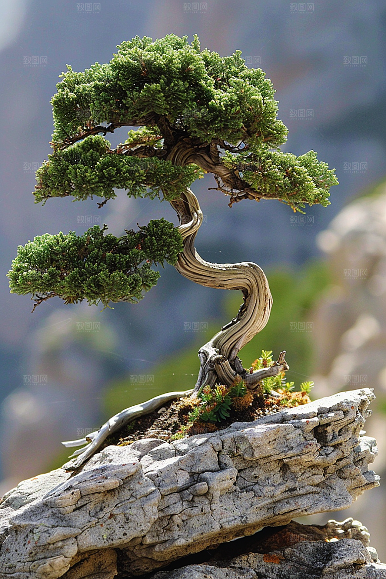 黑松盆景装饰优雅摄影图