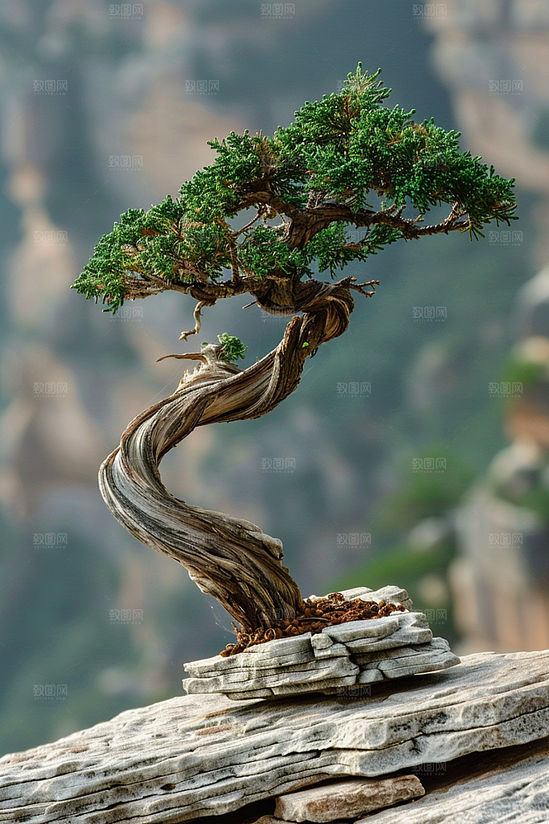 黑松盆景高雅中式摄影图
