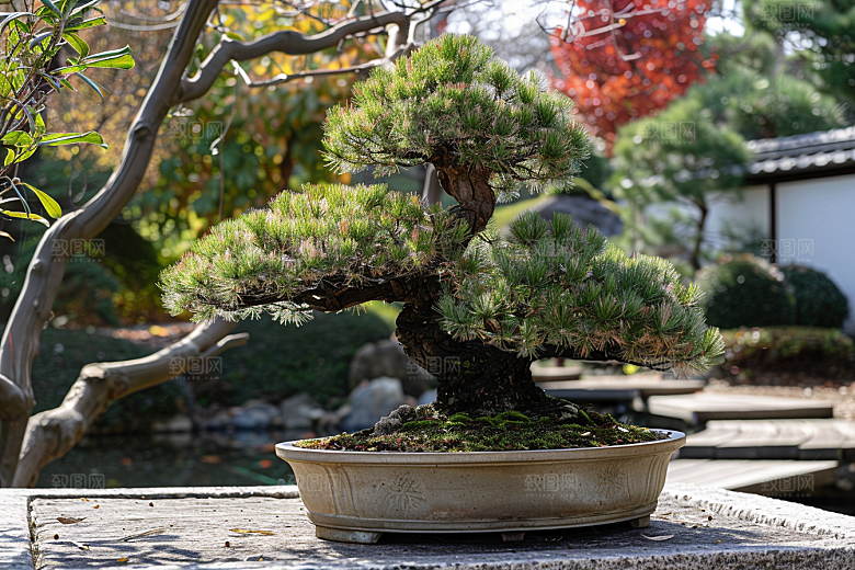 黑松盆景庭院自然摄影图