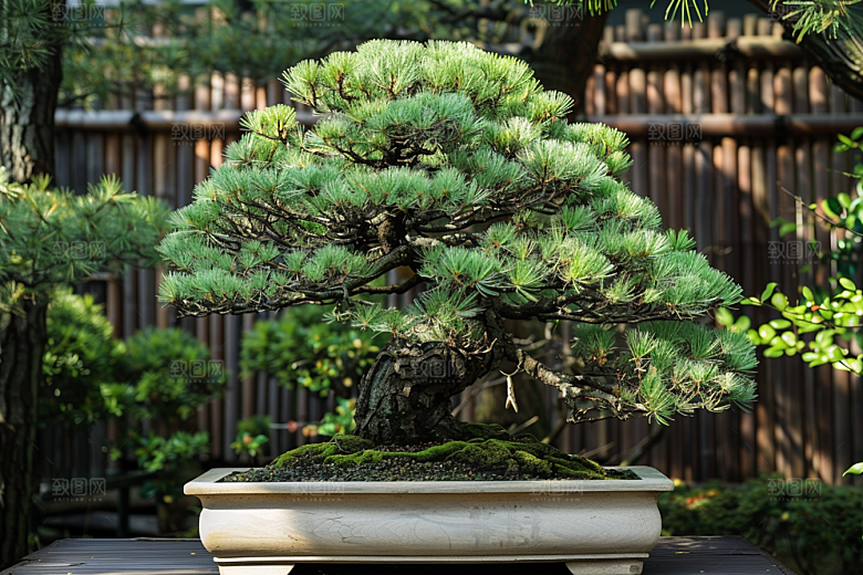 黑松盆景自然高清摄影图
