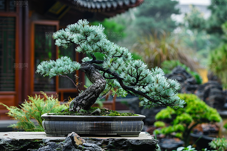 黑松盆景雅致高雅摄影图