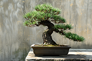 黑松盆景雅致植物摄影图