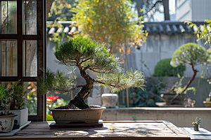 黑松盆景松树高雅摄影图