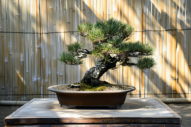 黑松盆景日式自然摄影图