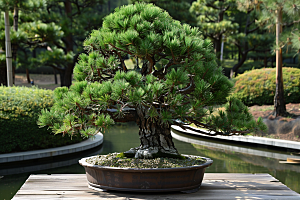 黑松盆景高清植物摄影图