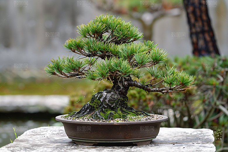 黑松盆景优雅松树摄影图