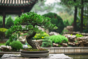 黑松盆景自然日式摄影图