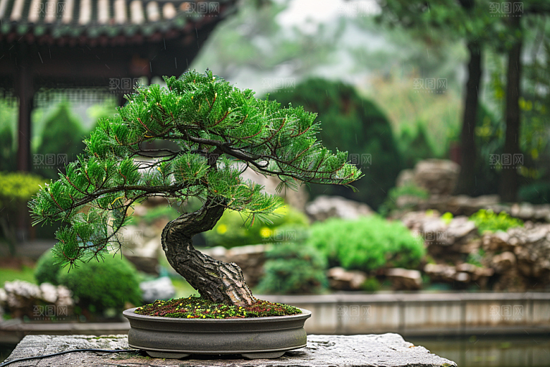 黑松盆景自然日式摄影图