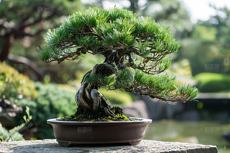 黑松盆景植物松树摄影图