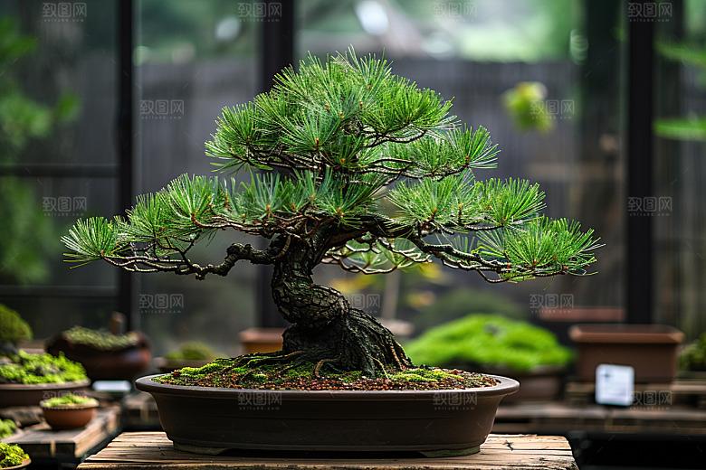 黑松盆景自然中国风摄影图