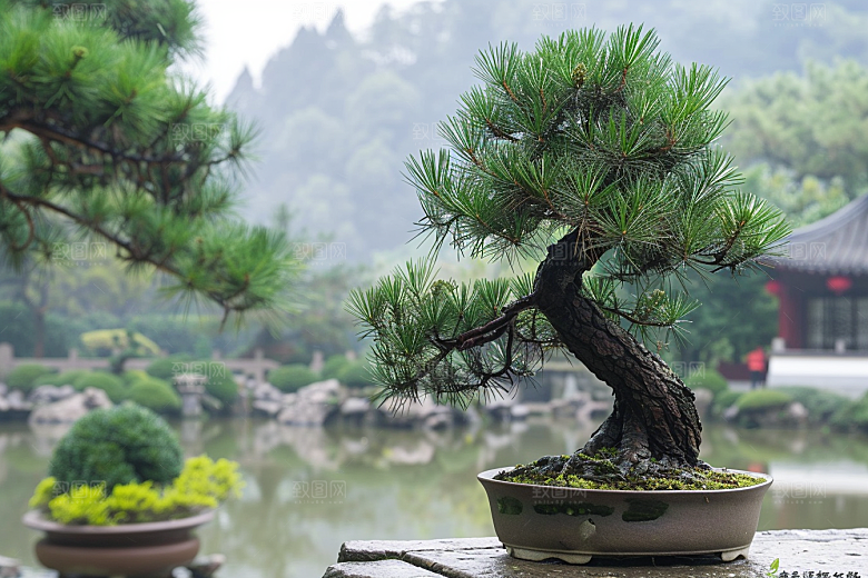 黑松盆景装饰植物摄影图