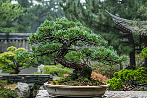 黑松盆景自然装饰摄影图