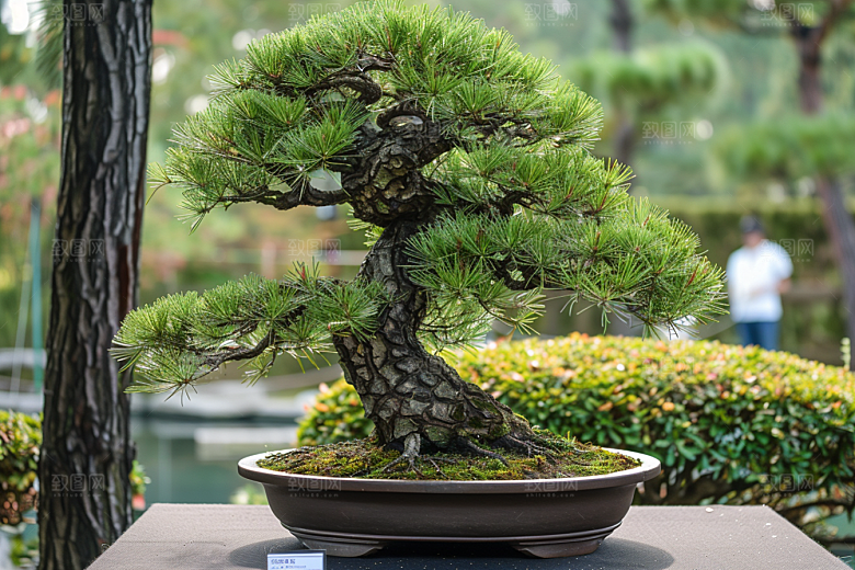 黑松盆景优雅植物摄影图