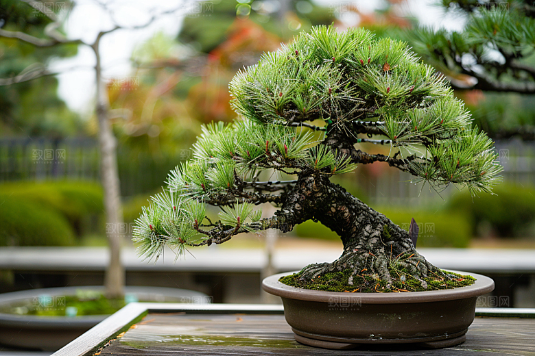黑松盆景植物松树摄影图