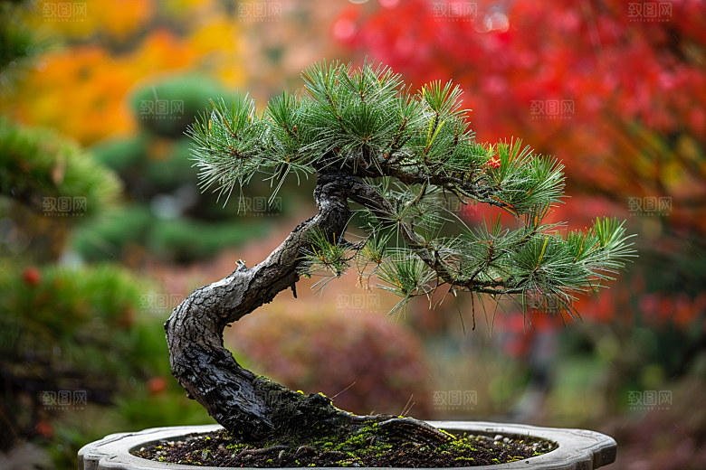 黑松盆景植物庭院摄影图
