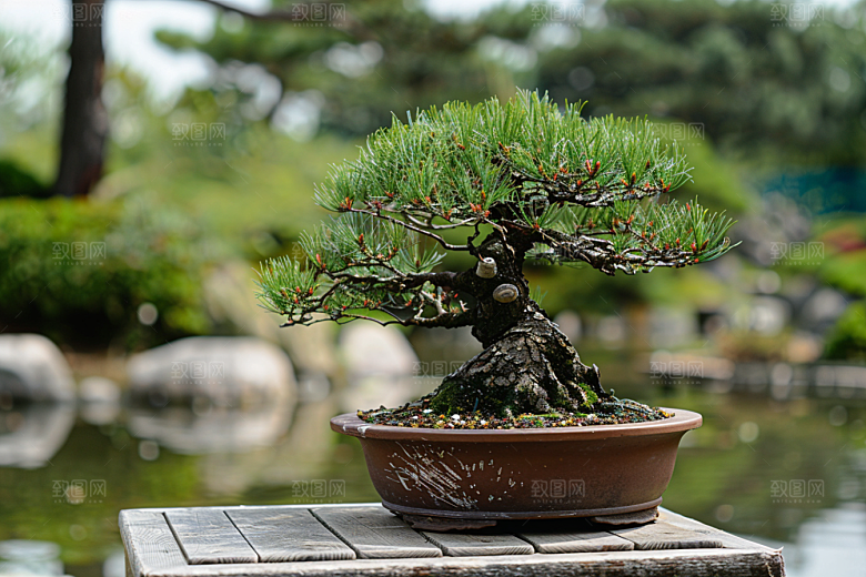 黑松盆景雅致植物摄影图