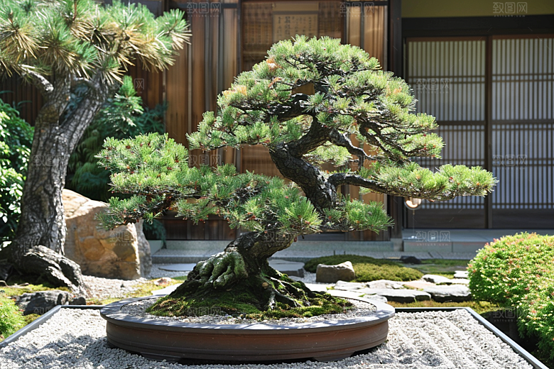 黑松盆景优雅植物摄影图