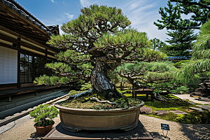 黑松盆景高清日式摄影图