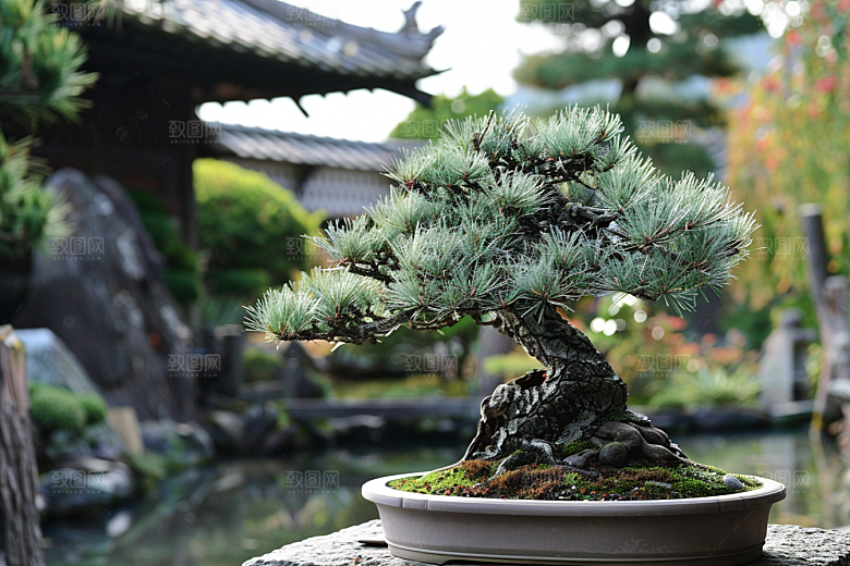 黑松盆景中式植物摄影图
