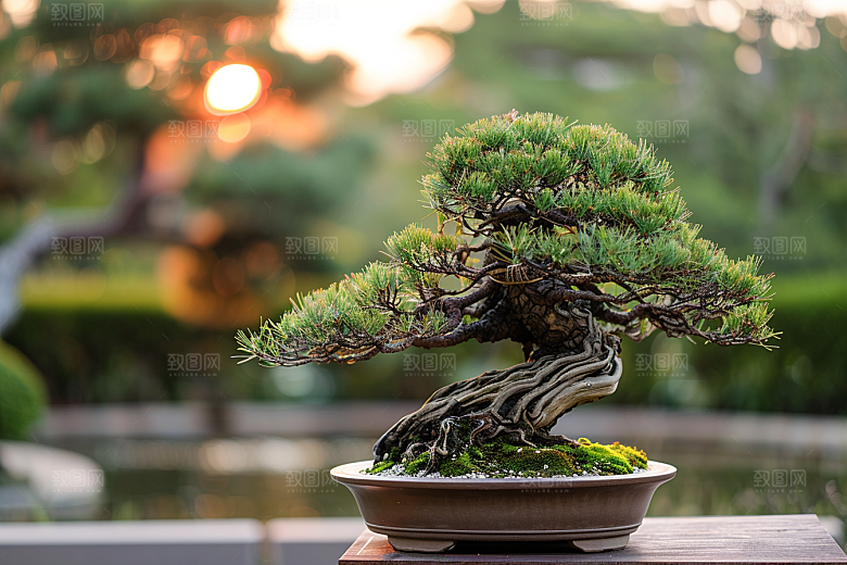 黑松盆景庭院日式摄影图