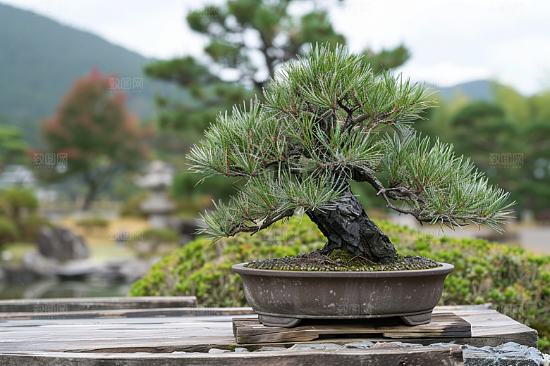 黑松盆景庭院雅致摄影图