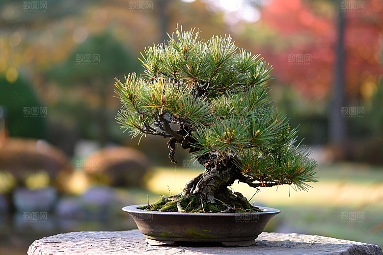 黑松盆景高清自然摄影图