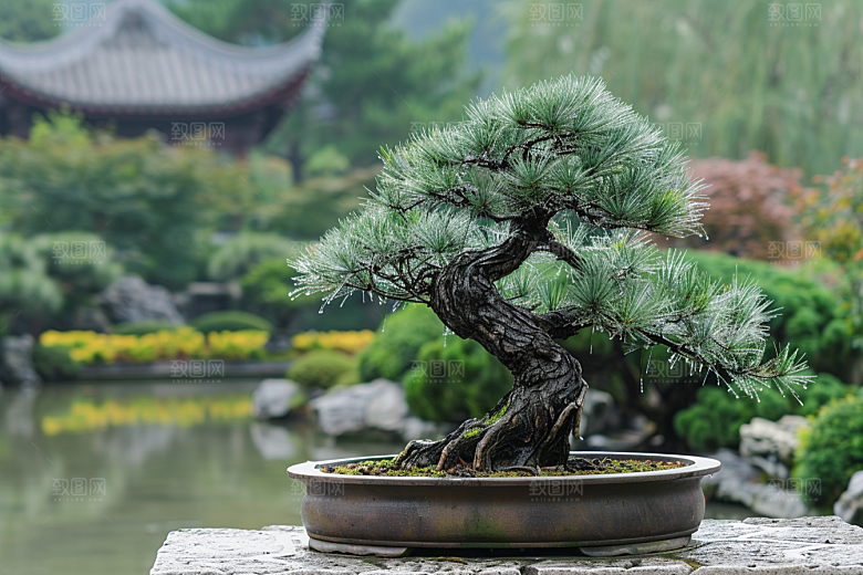 黑松盆景高雅雅致摄影图