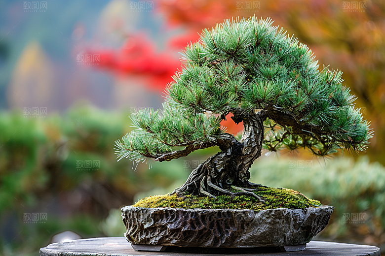 黑松盆景中国风植物摄影图